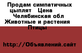 Продам симпатичных цыплят › Цена ­ 100 - Челябинская обл. Животные и растения » Птицы   